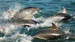 Dolphines in Cardigan Bay